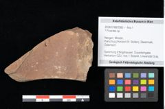Foto (Objekt + Etikett) von Poacites ? sp. (NHMW-GEO-2024-0188-0385)